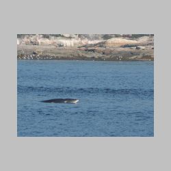 20100830_094533_IMG_1943_tadoussac_whale_watching.JPG