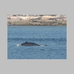 20100830_094535_IMG_1948_tadoussac_whale_watching.JPG