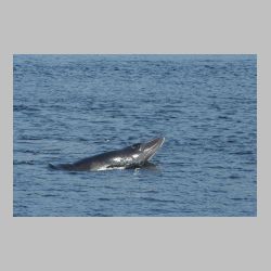 20100830_094615_IMG_1956_tadoussac_whale_watching.JPG