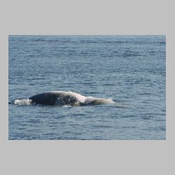 20100830_094716_IMG_1972_tadoussac_whale_watching.JPG
