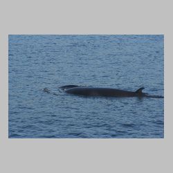 20100830_094920_IMG_2017_tadoussac_whale_watching.JPG