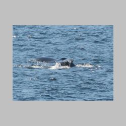 20100830_140250_IMG_2290_humpback_whale_tail.JPG