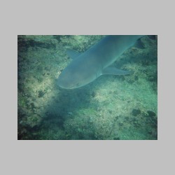 20101201_150145_DSCF4009_galapagos_bartolome_white_tipped_reef_shark.JPG