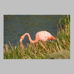 20101203_155401_IMG_4639_galapagos_isabela_island_punta_morena_flamingo.JPG