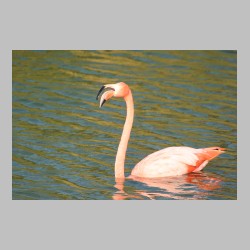 20101203_155458_IMG_4656_galapagos_isabela_island_punta_morena_flamingo.JPG