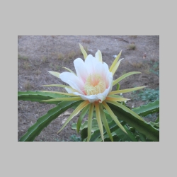 20101005_065025_DSCF5377_maui_wailea_grace_cottage_cactus_flower.JPG