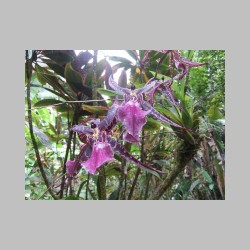 20101014_125526_DSCF7468_hawaii_hawaiian_tropical_botanical_garden.JPG