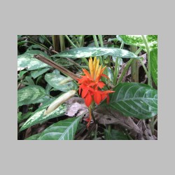 20101014_125856_DSCF7475_hawaii_hawaiian_tropical_botanical_garden.JPG